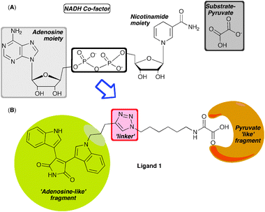 (A) Structure of the NADH cofactor and substrate, (B) designed bifunctional inhibitor using BIM as adenosine mimetic and oxamate-substrate mimetic tethered through a triazole linker.