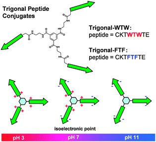 Structures of trigonal peptide conjugates at various pH.