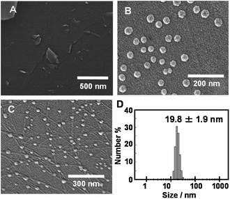 (A) SEM images of Trigonal-WTW (10 μM) in 20 mM citrate buffer (pH 3.0), (B) in 20 mM phosphate buffer (pH 7.0), and (C) in aqueous NaOH solution (pH 11) on mica substrate. SEM samples on mica were coated with 7–9 nm Pt. (D) Size-distribution obtained from DLS of Trigonal-WTW (10 μM) in 20 mM phosphate buffer (pH 7.0) at 25 °C.