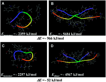 Most stable conformations and total energies of peptides and their dimers with parallel and antiparallel arrangements expected by molecular mechanics calculation (MacroModel). (A) CKTWTWTE monomer, (B) CKTWTWTE antiparallel dimer, (C) CKTFTFTE monomer, and (D) CKTFTFTE antiparallel dimer.