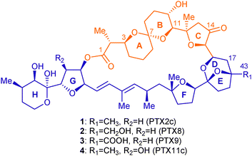 Structures of PTXs 2c, 8, 9 and 11c.