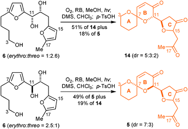 Singlet oxygen initiated cascade transformation of difuran-triol 6 into the ABC motif of PTXs 2c, 8, 9, and 11c.