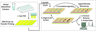 Strategy to develop a renewable and quantitative, ligand density microarray for biological analysis. (1) Different mixtures of alkanethiolates are transferred from a 96-well microplate to a bare gold substrate via automated array technology, and microspots of SAMs are formed. (2) The substrate is backfilled with EG4SH. (3) Biological ligands are then immobilized to the array. (4) The corresponding bioassay is performed, (5) analyzed, and (6) the original microarray is regenerated for a subsequent cycle of ligand immobilization and analysis.