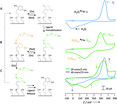 Electrochemical characterization. (A) This CV shows distinctive redox peaks (blue) of a H2Q/Q-terminated SAM at [Q] = 630 mV and [H2Q] = −24 mV. Once an oxyamine-containing carbohydrate is immobilized, (B) the redox peaks (green) shift to [Qox] = 610 mV and [H2Qox] = 283 mV, indicating the presence of an oxime (ox) bond. (C) The bound carbohydrate (green) can be released by electrochemical reduction (20 scans), and the original H2Q/Q SAM (blue, 60 scans) can be regenerated. The two blue traces in A and C show the same peaks, which correspond to H2Q/Q before carbohydrate immobilization and after its release.