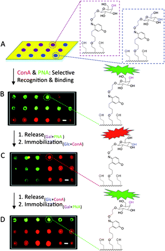 Fluorescent micrographs displaying a renewable microarray for carbohydrate immobilization and subsequent lectin recognition and adhesion. (A) A microarray of H2Q/EG4SH SAMs were generated using automated technology, and gal- (purple) and glc- (blue) ONH2 were immobilized, followed by subsequent adhesion of PNA (green) and ConA (red). Gal monomers were spotted and bound to where PNA (green) appears, and Glc, where ConA (red) appears. (B) After electrochemical release of all ligands and regeneration of the original surface, gal and glc were again immobilized. (C) PNA and ConA were then added for specific carbohydrate recognition. The ligands were again released to renew the substrate, and (D) the immobilization process was again performed. The scale bars represent 100 μm.