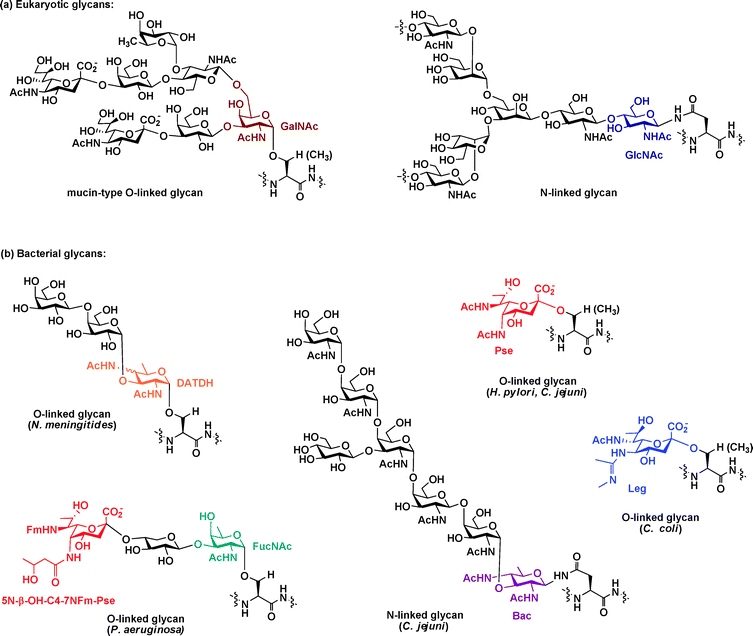 Bacterial glycan structures differ from their eukaryotic counterparts. (a) The two major classes of eukaryotic glycans, N-linked and O-linked, are depicted with GlcNAc and GalNAc, respectively, attached directly to the protein and highlighted. (b) Structures of some well-characterized bacterial glycans are depicted. The unusual amino- and deoxy-carbohydrates (DATDH, Pse, FucNAc, Bac, Leg) exclusively present in bacterial glycans are highlighted. Abbreviations: GlcNAc = N-acetylglucosamine; GalNAc = N-acetylgalactosamine; FucNAc = N-acetylfucosamine; DATDH = 2,4-diacetamido-2,4,6-trideoxyhexose; Pse = pseudaminic acid; Bac = bacillosamine; Leg = legionaminic acid.