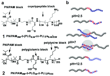 (a) Chemical structures of block copolypeptides 1 & 2 used in this study and (b) their charged states at pH 2.5, 7 and 12.5.