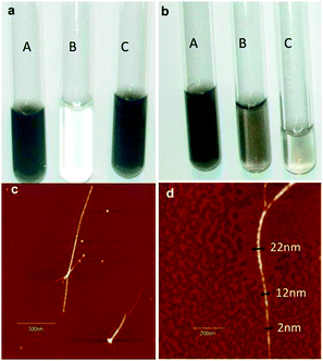 Dispersions of SWCNTs by use of diblock copolymer 1 (a) and triblock copolymer 2 (b), pH = 2.5 (A), 7(B), 12.5(C). AFM images in the dry state at low (c) and high resolution (d).