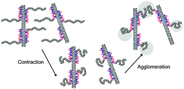 Scheme of competition between contraction and agglomeration of PNiPAM blocks upon increase of the temperature.