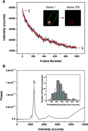 Determination of the stoichiometry of PspA complexes in living E. colicells by single molecule fluorescence photobleaching analysis. The stoichiometry of individual complexes is defined as (Ii − If)/Is. (A) A representative photobleaching trace of a single PspA complex (black) and the corresponding filtered trace (red) based on the Chung–Kennedy algorithm. (B) Power spectrum of the PDDF (Fig. S1 in Electronic Supplementary Information (ESI)) of the filtered trace. The inset shows the distribution of photobleaching step size of 127 PspA complexes measured. The red curve is a Gaussian fit to the distribution.
