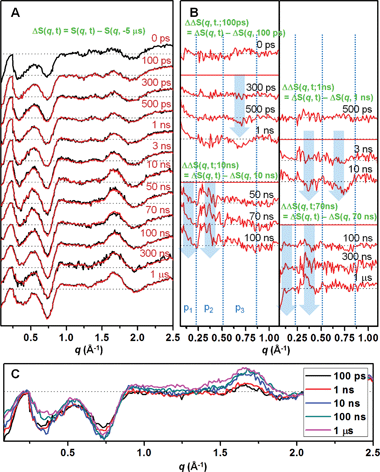 (A) Time-resolved X-ray solution scattering data for MbCO → Mb + CO in solution at representative time delays from 0 ps to 1 μs. The black curves are experimental difference curves (ΔS(q, t) = S(q, t) − S(q, −5 μs)) obtained by subtracting the scattering curve at −5 μs from the curves at other time delays. The red curves are theoretical data obtained from principal component analysis. Here the theoretical data is a linear sum of species-associated scattering curves obeying a simple sequential kinetic model. For the sake of presentation, the signals below q = 0.22 Å−1 were divided by 6. (B) To emphasize subtle changes at the low angle (q = 0.07–1.1 Å−1), double difference curves (ΔΔS(q, t; tref) = ΔS(q, t) − ΔS(q, tref)) obtained with various reference time points (100 ps, 1 ns, 10 ns and 70 ns). Each curve was scaled by a factor of 2 to magnify small changes. Transitions in 300–500 ps, 1–10 ns, 10–100 ns and 100 ns–1 μs time ranges are clearly identified. Blue arrows are shown to guide q positions where major changes occur. In (A) and (B), the data corresponding to a common time delay are shown aligned at the same vertical position. (C) Difference curves at representative time delays are shown in higher magnification than in (A).