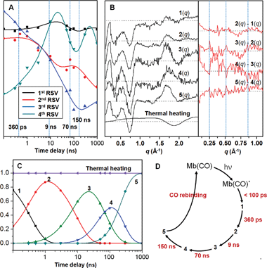 (A) The first four principal time-dependent components from SVD analysis can be simultaneously fitted with a sum of four exponentials, yielding the following time constants: 360 ps, 9 ns, 70 ns, 150 ns. (B) (Left) Five species-associated difference scattering curves can be extracted via principal component analysis where the time constants from the SVD analysis were used. (Right) The double difference curves between temporally adjacent species are also shown in the same manner as in Fig. 1B, in order to bring out subtle changes at the low angle. (C) Population changes of reaction intermediates. (D) Reaction kinetics of MbCO photolysis.