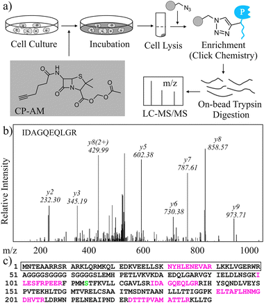 Discovery of protein interactions using MS in Lac-E166N based PCA. (a) Scheme of how interacting proteins are enriched and identified. (b) A representative peptide from enriched Zip-NLacN was identified by LC-MS/MS and Mascot. The sequence of this peptide and its b-/y- ions are marked. (c) Peptide sequence of Zip-NLacN. Tryptic peptides identified by LC-MS/MS and Mascot are coloured in red and Ser70 is coloured in green. The sequence in the box is from leucine zipper domain.