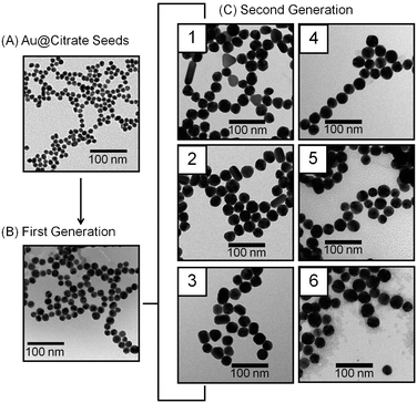 Representative TEM images. (A) Au@citrate (d = 10.8 ± 0.8 nm), (B) first generation (d = 18.0 ± 1.8 nm), and (C) second generation nanoparticles prepared in (1) 0.10, (2) 0.30, (3) 0.50, (4) 0.70, (5) 0.90, and (6) 1.10 mM citrate concentrations, respectively.