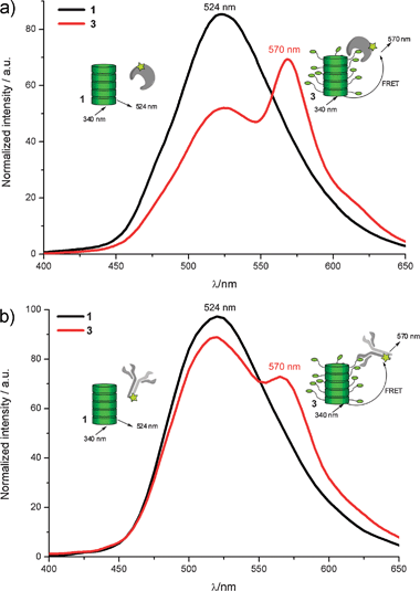 (a) Fluorescence spectra of Cy3® labelled streptavidin (0.02 μM) incubated with 1 (black) and 3 (red) (both at 1 μM). (b) Fluorescence spectra of Cy3® labelled anti biotin antibody (0.02 μM) with 1 (black) and 3 (red) (both at 1 μM). Spectra were recorded by using an excitation wavelength of 340 nm, and measured in phosphate buffer (pH 7.3).