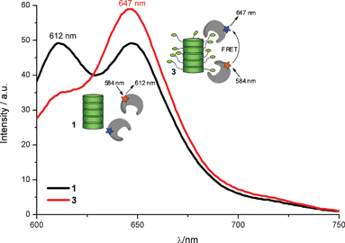 
          Fluorescence spectra of a 1 ∶ 1 mixture of TexasRed and Alexa Fluor 633 labelled streptavidins (each 0.1 μM) incubated with 1 (black) and 3 (red) (both at 1 μM). Spectra were recorded by using an excitation wavelength of 584 nm, and measured in phosphate buffer (pH 7.3).