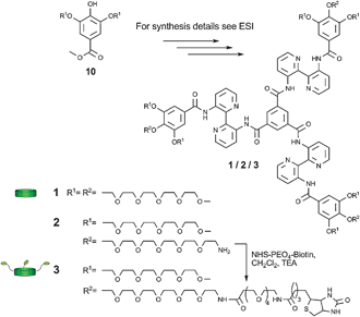 Chemical structures of discotics 1–3.