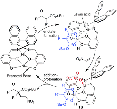 Postulated catalytic cycle of Ni2–1-catalyzed 1,4-addition of β-keto esters to nitroethylene.