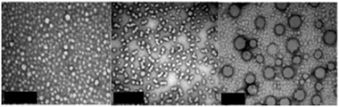 
          TEMs of micelles, 4 (LHS), 5 (middle) and 7 (RHS), drop deposited and stained with uranyl acetate (scale bar = 200 nm).
