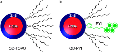 Schematic representation of (a) QD-TOPO and (b) QD-PYI. The various components are not on the same scale.