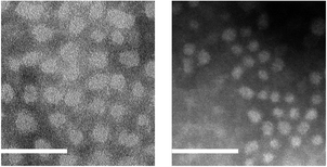 
          TEM images of micelles (stained with 1 wt% aqueous solution of phosphotungstic acid) formed from P3HT96-b-PAA170 (left) and P3HT29-b-PAA112 (right) (scale bar = 100 nm).