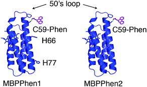 Cartoon representation of MBPPhen1 and MBPPhen2.