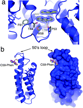 (a) Crystal structure of metal-free MBPPhen2, highlighting the Phen moiety buried under the 50's loop as well as its π-stacking interactions with a Phen group from another MBPPhen2 molecule in the asymmetric unit. The 2Fo − Fc map is contoured at 1.5σ. (b) Ribbon and surface representations of metal-free MBPPhen2, showing that its Phen conformation (yellow) is the same as that observed in the Ni3:MBPPhen13 structure (magenta).