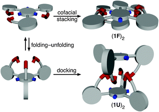 Conformational switching to achieve shape complementarity for self-association.