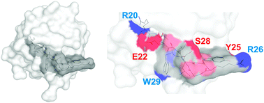 Modeling of the binding site. Left: model of one SRCR domain, i.e.SRCR3, of DMBT1 with the pattern recognition motif in dark gray. Right: exposed nitrogen and oxygen atoms of the amino acid side chains are in blue and red and of the peptide backbone are in light blue and light red. Amino acids are numbered according to their position in the domain. Modeling was performed using the automated protein structure homology modeling server SWISS-MODEL 8.05.9,10