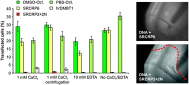 Inhibition of LNAD by hrDMBT1 and mimics. Left panel: 0.5 μg plasmid DNA (pEGFP-N1) was pre-incubated for 30 min at 37 °C in a total volume of 50 μl with the synthetic peptides SRCRP2 + 2N (20 μg) or SRCRP6 (negative control; 20 μg), a corresponding volume of 10% dimethylsulfoxide in H2O (solvent of the peptides; DMSO-Ctrl.; diluted to match the final DMSO concentrations of the peptide dilutions), with hrDMBT1 (5 μg) in phosphate-buffered saline (PBS, solvent of the protein) or with a corresponding volume of PBS alone (PBS-Ctrl.). Analyses were performed in the presence or absence of 1 mM CaCl2 or 10 mM ethylenediaminetetraacetic acid (EDTA), respectively. Centrifugation depicts an experiment, in which pre-incubated plasmid DNA was centrifuged (13 000 rpm, 4 °C for 15 min) and supernatants were used for consecutive transfection. Centrifugation resulted in precipitates, when incubation was performed with SRCRP2 + 2N (right panel). After the addition of Lipofectamine 2000, the cells (SW403) were transfected and the percentage of green fluorescent cells was determined 24 h post transfection. Data are from at least three triplicate experiments. Error bars are SEM.