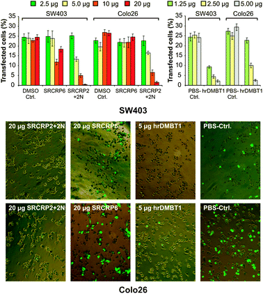 Concentration-dependent inhibition of LNAD to human and mouse cells. Human SW403 and mouse Colo26 cells were treated as described in Fig. 2 (without CaCl2 or EDTA) using dilution series of the peptide SRCRP2 + 2N and of hrDMBT1. Upper panels: transfection efficacy (fluorescent cells) in percent. Data are from three triplicate experiments. Error bars are SEM. Lower panel: exemplary images taken from the highest concentrations and respective controls (magnification: 200-fold).