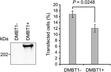 Efficacy of LNAD is decreased in DMBT1-positive cells. Left panel: Western blotting of cell culture supernatants from HEK293 cells without and with stable insertion of a DMBT1 expression plasmid after 48 h induction with 1 μg ml−1tetracycline. Right panel: percentage of fluorescent cells (mean of three experiments). Error bars are SEM. Statistical test: one-tailed Student's t-test.