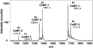 Charge state envelopes of a mixture of zinc-loaded C. elegans MT isoforms. The Zn binding site concentrations are equivalent (25 μM CeMT-1 and 29 μM CeMT-2 in 10 mM ammonium acetate, pH 7.4, 10% methanol). Deconvolution yields Zn7–CeMT-1 (75 aa; observed neutral mass: 8402.4 ± 0.9 Da; theoretical neutral mass: 8402.6 Da) and Zn6–CeMT-2 (65 aa; observed neutral mass: 6842.4 ± 1.0 Da; theoretical neutral mass: 6843.1 Da) as major species, with both proteins missing their initiation methionine.