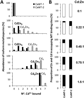 Distribution of Zn2+ and Cd2+ ions in C. elegans MT isoforms. (A) Profile of metallospecies observed for CeMT-1 (black) and CeMT-2 (grey) at each titration point, plotted against the number of bound Cd2+. The abundance of each metallospecies was calculated from MS intensities, expressed as a percentage of the corresponding total isoform signal intensity. (B) Proportion of Zn2+ (white) and Cd2+ (black) occupying total binding sites in the respective MT isoform at each titration point, derived from percentages shown in (A) (see ESI for details).