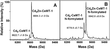 Deconvoluted ESI mass spectra of Cd6Zn–CeMT-1 produced by (A) incubation of Zn-loaded protein with a 10-fold excess of CdCl2 (with respect to protein concentration) and (B) over-expression in E. coli growing in Luria–Bertani medium supplemented with CdCl2. No Cd7 species are observed in either spectrum.