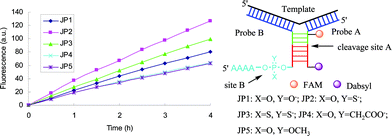 The cleavage rates of junction probes with different modifications at site B are significantly different. [Probes A] = [probe B] = 1 μM, [DNA template] = 0.2 μM, [BfuCI] = 0.033 U μL−1.