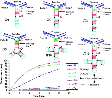 The presence of REase recognition site in the duplex overhang at the 5′-end of probe B results in enhanced cleavage of junction probes by BfuCI. The second recognition site in the duplex overhang is made nuclease-resistant viaphosphoromonothioate modification. [Probes A] = [probe B] = 1 μM, [DNA template] = 0.5 μM, [BfuCI] = 0.033 U μL−1.