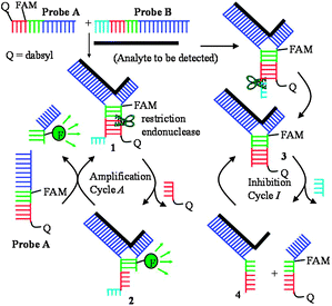 Amplification and inhibition cycles during JP amplified sensing.