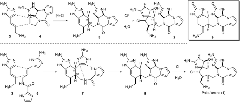 The original (top) and revised (bottom) Kinnel–Scheuer biosynthesis of palau'amine.