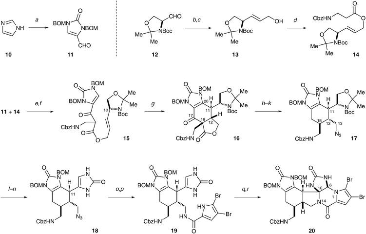 The synthesis of 20, a close analog of the Kinnel–Scheuer intermediate. (a) NaH, BOMCl, DMF, 23 °C, then NaH, CuCl2, O2, 23 °C, then POCl3, 23 °C; 68%. (b) Ph3PCHCOOMe, benzene, 23 °C; 95%. (c) DIBAL, THF, 0 °C. (d) Cbz-β-Ala-OH, DCC, CH2Cl2, 23 °C. (e) LiHMDS, THF, −78 °C; 79% over three steps. (f) Dess–Martin periodinane, H2O, CH2Cl2, 23 °C. (g) Mn(OAc)3, HOAc, 60 °C; 36% over two steps. (h) LiOH, THF, H2O, 23 °C. (i) (PhO)2P(O)N3, DEAD, PPh3, THF, 23 °C; 42% over two steps. (j) LiHMDS, THF, then HOAc, −78→0 °C. (k) Ca(BH4)2, THF, 0 °C, then NaBH3CN, HOAc, 50 °C. (l) TFA, CH2Cl2, 0 °C. (m) Dess–Martin periodinane, H2O, CH2Cl2, 23 °C. (n) HCl, MeOH, H2O, 40 °C, then o-(HO2C)C6H4(CO2K), NaOH, KOCN, 110 °C. (o) PPh3, H2O, THF, 80 °C; 7–10% over 6 steps. (p) (Br2-Pyrrole)COCCl3, NEt3, DMF, 70 °C; 33%. (q) PhIO, Na2CO3, TFE, 23 °C. (r) DMSO, 50 °C; 20% over two steps.