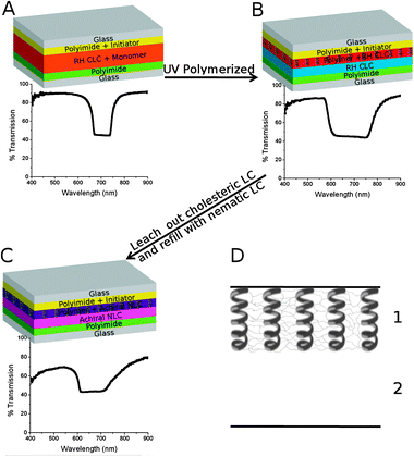 (A–C) Schematic representation of the fabrication process with transmission spectra of cell during each respective step. (D) Simple schematic showing that the cells have 2 distinct regions which are separated across the z-direction (thickness).