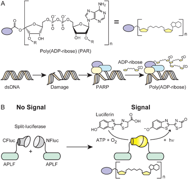 Split-luciferase enabled sensor for the detection of poly(ADP-ribosyl)ation. (A) Chemical structure and schematic representation of poly(ADP-ribose) (PAR). Damaged DNA elicits a repair response in which nuclear proteins are post-translationally modified with PAR as catalyzed by poly(ADP-ribose) polymerase (PARP). (B) Genetically fragmented firefly luciferase halves (CFluc and NFluc) are attached to APLF domains that bind PAR. In the absence of PAR, no signal is generated. In the presence of PAR, the APLF domains bind, allowing for split-luciferase reassembly and concomitant luminescence.