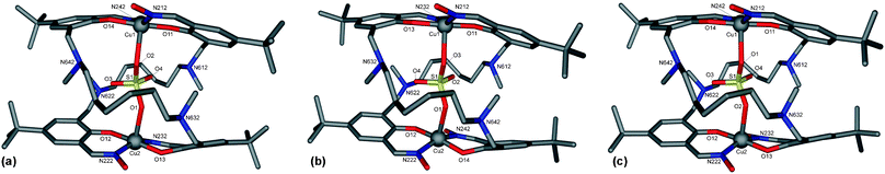 Comparison of the [SO4⊂Cu2L2]2+ dication for (a) the chloride, (b) nitrate and (c) dihydrogen phosphate mixed anion complexes emphasising the strong similarities between each.