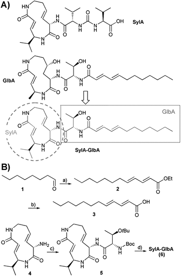 Structure and synthesis of the SylA–GlbA hybrid. (A) Chemical structures of SylA and GlbA and their mergence to the hybrid compound SylA–GlbA. (B) Chemical synthesis of the SylA–GlbA hybrid. (a) (E)-triethyl-4-phosphono crotonate (1.5 eq.), LDA (2 eq.), THF, −78 °C – rt, 2.5 h, 67%. (b) LiOH (3 eq.), MeOH/H2O (1 ∶ 1), 50 °C, 1 h, 82%. (c) Boc–Thr(OtBu)–OH (1.2 eq.), PyBOP (1.5 eq.), HOAt (1.5 eq.), DIPEA (2 eq.), DMF, 0 °C − rt, 1 h, 62%. (d) (i) 20% TFA in DCM, rt, 30 min; (ii) 3 (1.2 eq.), PyBOP (1.5 eq.), HOAt (1.5 eq.), DIPEA (4 eq.), rt, o/n, 25%.