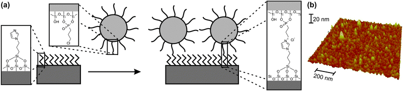 (a) Scheme for the preparation of TiO2-nanoparticle monolayers on silicon substrates with a native or thermal oxide layer. (b) AFM image of a nanoparticle monolayer on a silicon substrate.