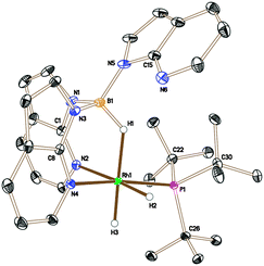 Crystal structure of 5 (solvent and hydrogen atoms, with the exception of H1, H2 and H3, have been removed for clarity, ellipsoids drawn at 50% probability level) Selected bond lengths (Å): Rh1–N4 2.1159(7), Rh1–N2 2.1896(8), Rh1–P1 2.2928(3), N1–B1 1.5336(13), N3–B1 1.5386(12), N5–B1 1.5323(14).Crystal data for complex 5: C33H45BN6PRh·0.5(C5H12), M = 706.51, monoclinic, a = 11.6549(8) Å, b = 12.9893(9) Å, c = 22.6123(15) Å, α = 90.00°, β = 90.483(3)°, γ = 90.00°, V = 3423.1(4) Å3, T = 100(2) K, space groupP21/c, Z = 4, 109 624 reflections measured, 21 767 independent reflections (Rint = 0.0298). The final R1 values were 0.0298 (I > 2σ(I)). The final wR(F2) values were 0.0743 (I > 2σ(I)). The final R1 values were 0.0402 (all data). The final wR(F2) values were 0.0807 (all data). Crystal data for complex 6: C57H56B2N14O2Rh2, M = 1196.60, triclinic, a = 11.3780(3) Å, b = 11.9021(3) Å, c = 20.7067(6) Å, α = 74.070(2)°, β = 78.342(2)°, γ = 80.084(2)°, V = 2620.47(12) Å3, T = 100(2) K, space groupP1̄, Z = 2, 53 963 reflections measured, 12 055 independent reflections (Rint = 0.0941). The final R1 values were 0.0504 (I > 2σ(I)). The final wR(F2) values were 0.1015 (I > 2σ(I)). The final R1 values were 0.0972 (all data). The final wR(F2) values were 0.1164 (all data).