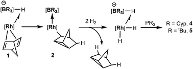 Suggested pathway involving the transformation of 1 to complexes 4 and 5 (some substituents at boron and rhodium have been removed for clarity).