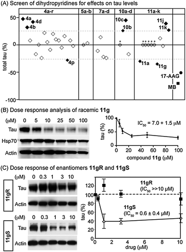 Screening results for the dihydropyridines. (A) IMR32 cells were treated for 24 h with 100 μM compound, followed by Western blots for total tau. Quantification of these blots is shown versus a vehicle control (1% DMSO). Also shown are two positive controls, methylene blue (MB) and 17-AAG. Arbitrary activity cut-offs are shown at ±25% (dotted line). Inactive compounds are shown as open symbols. Active compounds are shown in solid symbols and are labeled. *Toxic compounds. (B) Dose response analysis of 11g. (C) Testing of the enantiomers of 11g. The S enantiomer (open symbols) had activity while the R enantiomer (closed symbols) was inactive. Results are the average of triplicates and the error bars are SEM.