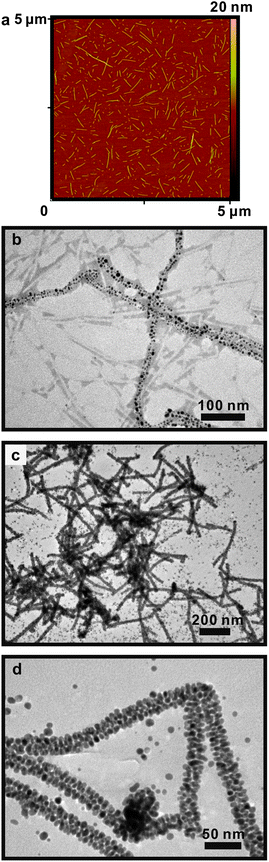 (a) AFM height image of self-assembled BP-AYSS-PEPAu fibers after 30 min incubation in HEPES buffer; (b) negative-stained TEM image of 1-D gold nanoparticle superstructures formed 30 min after adding HAuCl4 to BP-AYSS-PEPAu fibers from (a); (c) and (d) TEM images of 1-D gold nanoparticle superstructures formed 24 h after adding HAuCl4 to BP-AYSS-PEPAu fibers from (a).