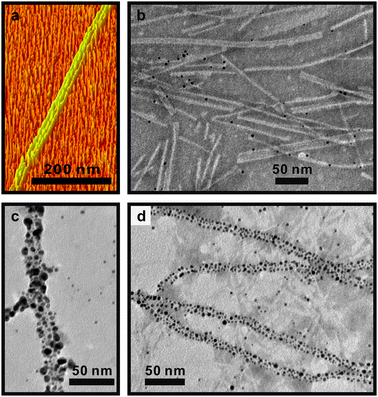 (a) 3-D AFM image of self-assembled BP-AYSS-PEPAu fibers after 6 d incubation in HEPES buffer; (b)–(d) various degrees of nanoparticle assembly and 1-D nanoparticle superstructures formed 15 min after adding HAuCl4 to BP-AYSS-PEPAu fibers which had been incubated for 6 d.